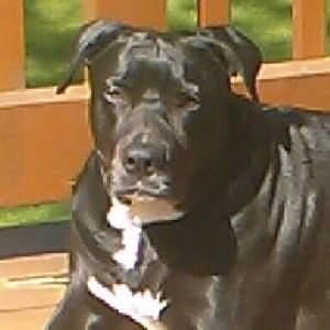 Meet your Posher, Todd